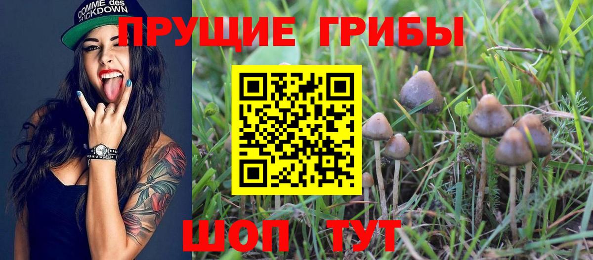 Псилоцибиновые грибы мицелий Людиново